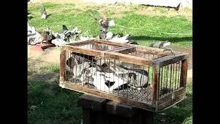 Николаевские голуби Сергея Родионова. (Открытие нового филиала) Волгоград. Часть 124