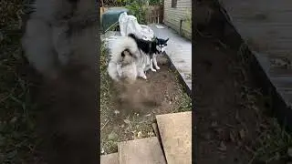 Full Crazy Digging Zoomies and Wrestling #alaskanmalamutes #malamutelovers #sleddogs