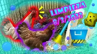 Limpiando la casa de mis pollos 🐣🧽🫧