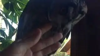 Ушастая сова Ьусинка.
