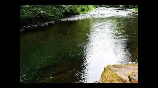 1 Hour Relaxing River Sounds Hoh River, Early Morning Nature Video