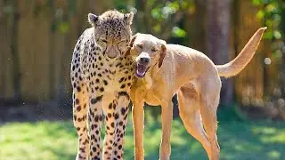 10 Unbelievable Unlikely Animal Friendships