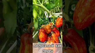 Супер УРОЖАЙНЫЙ сорт! Томат  Полосатый как перец