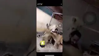 Арабский шейх кайфует