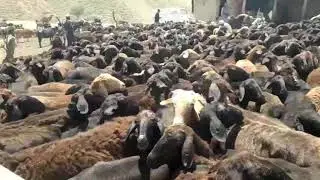 ХИСОРИ КОЙЛАР, КОЗИЛАР. ГИССАРСКИЕ ОВЦЫ СУРХАНДАРЬИ +998991234666 (Отабек).