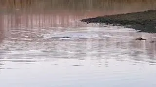 Норка ловит рыбу.