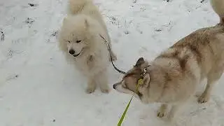 Иришка и Арчи.