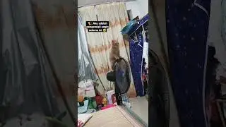 Kucing Pengendali Angin 😅 #catshorts #kucingimut #pecintakucing #pengendaliangin #viralreels