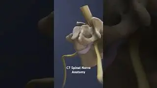 C7 Spinal Nerve Anatomy