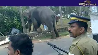 പാപ്പാനെ കൊന്ന ആനയെ അഴിക്കുവാൻ പുതിയ പാപ്പാൻ എത്തുന്നു Devaeenan-13| Elephant attack video in kerala