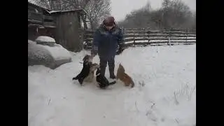 вельш корги пемброк