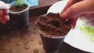 ГОРТЕНЗИИ in vitro,КАК В ЕВРОПЕ. Посадка.
