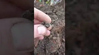 ищем аксельбант