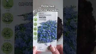 Лобелия. Сеяла семена 1 апреля. #лобелия  #shorts #растениянаподоконнике