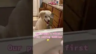 Dog seeing bubbles for first time