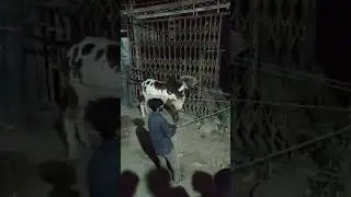 cow angry| #bakramandi #trendingshorts #trendingvideo #bakraeid #cowgames #cowvideos #angrycowvideo
