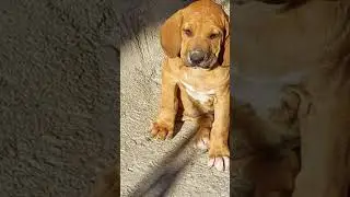 80 dias de saúde.. #filabrasileiro #femea #kennel #cãodeguarda