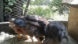 Нужен ваш совет/ цыплята/утята