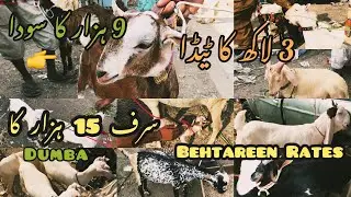 SODA HOGAYA 9 HAZAR KA LALUKHAIT BAKRA MANDI ME || PART 2 || HAZIR HAI 😀 