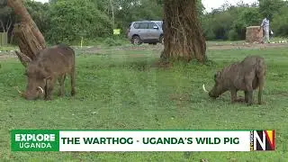 Warthog Wonders: Exploring Uganda's National Parks