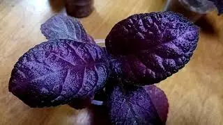 Цветы-новинки с выставки. 1 марта. Декоративнолиственные. Часть 2.