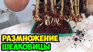 How to propagate large-fruited mulberry (mulberry) by rooting cuttings in wet peat