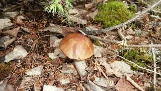 Первые грибы в этом сезоне