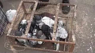 Николаевские Голуби Донбасса 2017 Часть 2