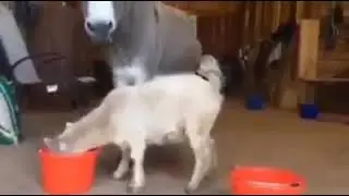 NAUGHTY GOAT 🐐😃