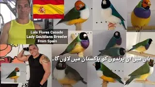 Lady Gouldians Breeder From Spain | Luis Flores Casado @abdulbasitabofficial3625
