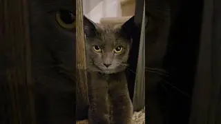 Котики правят Миром! #котикиправятмиром #котики #кот #catlover #cat #catvideo  #catholic #catshorts