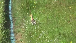 Terschelling in HD 1080p juni 2009
