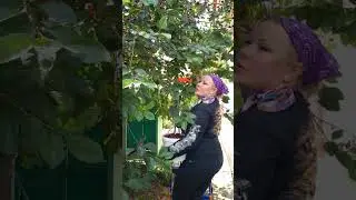 🍒в Крыму хороший  урожай