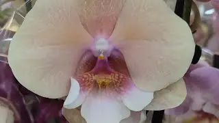 14.06.24 МИР ЦВЕТОВ🌺 СВЕЖЕЕ ПОСТУПЛЕНИЕ.