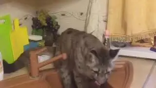 Пума устроила погром на кухне