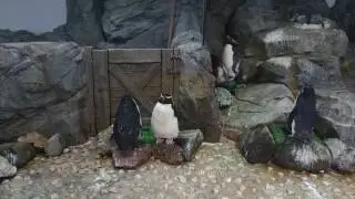 海游館 企鵝