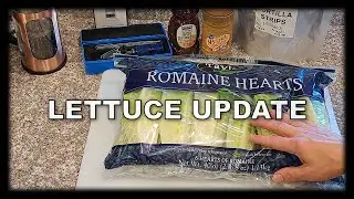 20 Day Lettuce Check