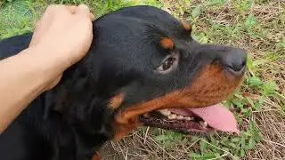 Tìm người hợp tác nuôi 1 cặp chó Rottweiler| Ưu tiên HN- TB