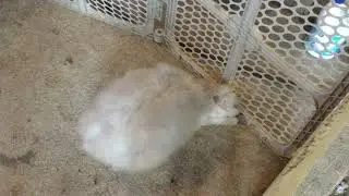 Rabbit breeding fall off
