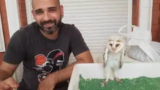 Odin, la lechuza blanca (tyto alba)