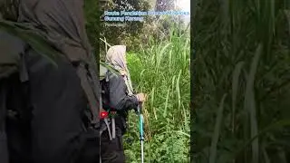 Route pendakian Puncak Maniloka Gunung Karang Pandeglang #wisatareligi #gunungkarang #shorts
