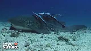 Nocturnal Carnivores Are Epic | Arabian Seas 101