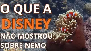 Seeking the truth about Nemo: The secret Disney hid in Finding Nemo.