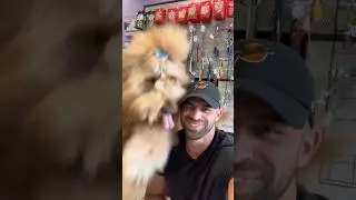 My dog loves giving drive-by kisses! 🐶💋 #goldendoodle #dogdad #grooming #fluffydog