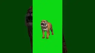 Tiger green screen VIDEO/ TIGER GREEN SCREEN