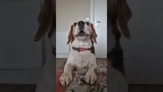 When you want to sleep a little bit longer but you have a beagle😂😂 