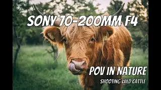 POV NATURE photography with Sony 70-200mm f4 | Golden Hour Cattle Photography!