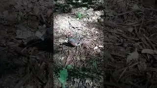Зяблики (3)