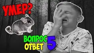 МОЯ ШИНШИЛЛА-УМЕРЛА?! | ВОПРОС-ОТВЕТ №5