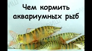 Чем кормить аквариумных рыб, точнее, чем их НЕ кормить)